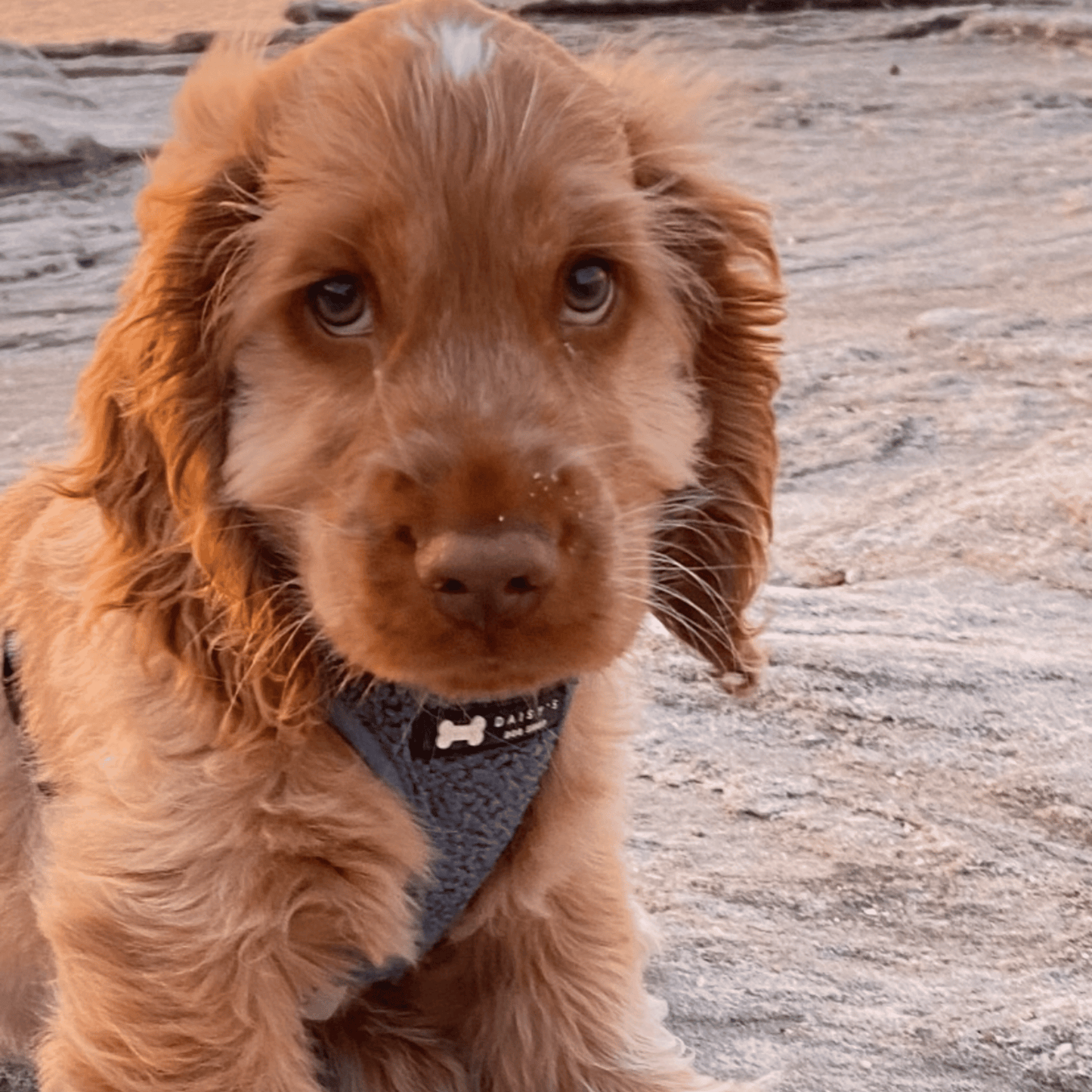 Teddy Harness | blue shearling