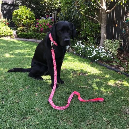 Pattern Collar and Lead Bundle | strawberry print