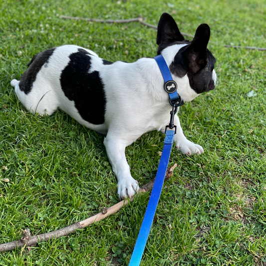 Ombré Lead | electric blue