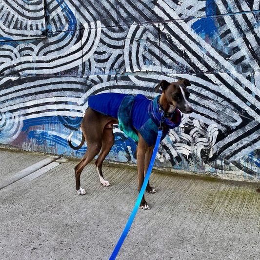 Ombré Collar and Lead Bundle | electric blue