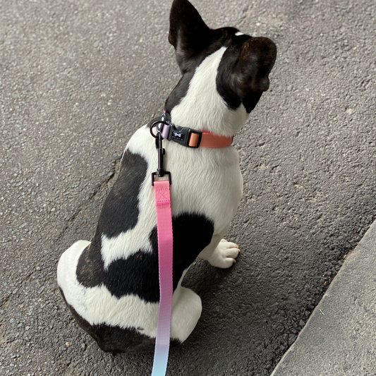 Ombré Collar and Lead Bundle | summer sunset