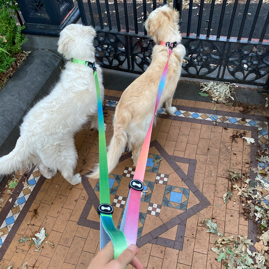 Ombré Collar and Lead Bundle | neon green