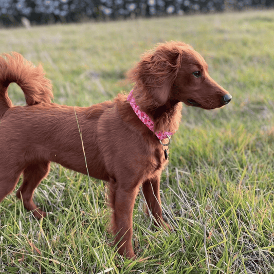 Pattern Collar | strawberry print