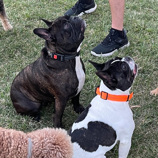 Waterproof LED Disco Collar | hi vis orange