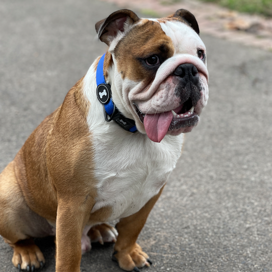 Ombré Collar | electric blue