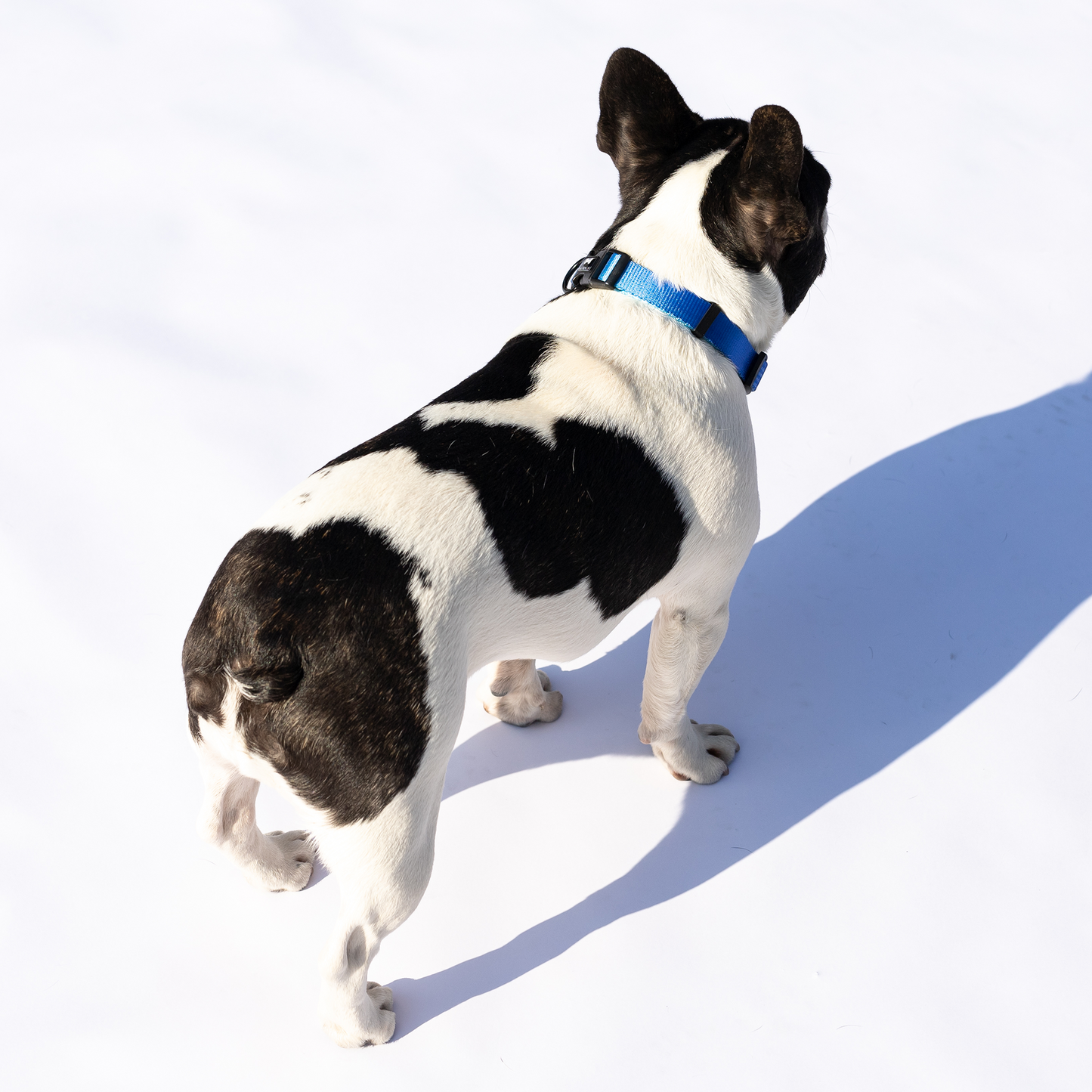 Ombré Collar | electric blue