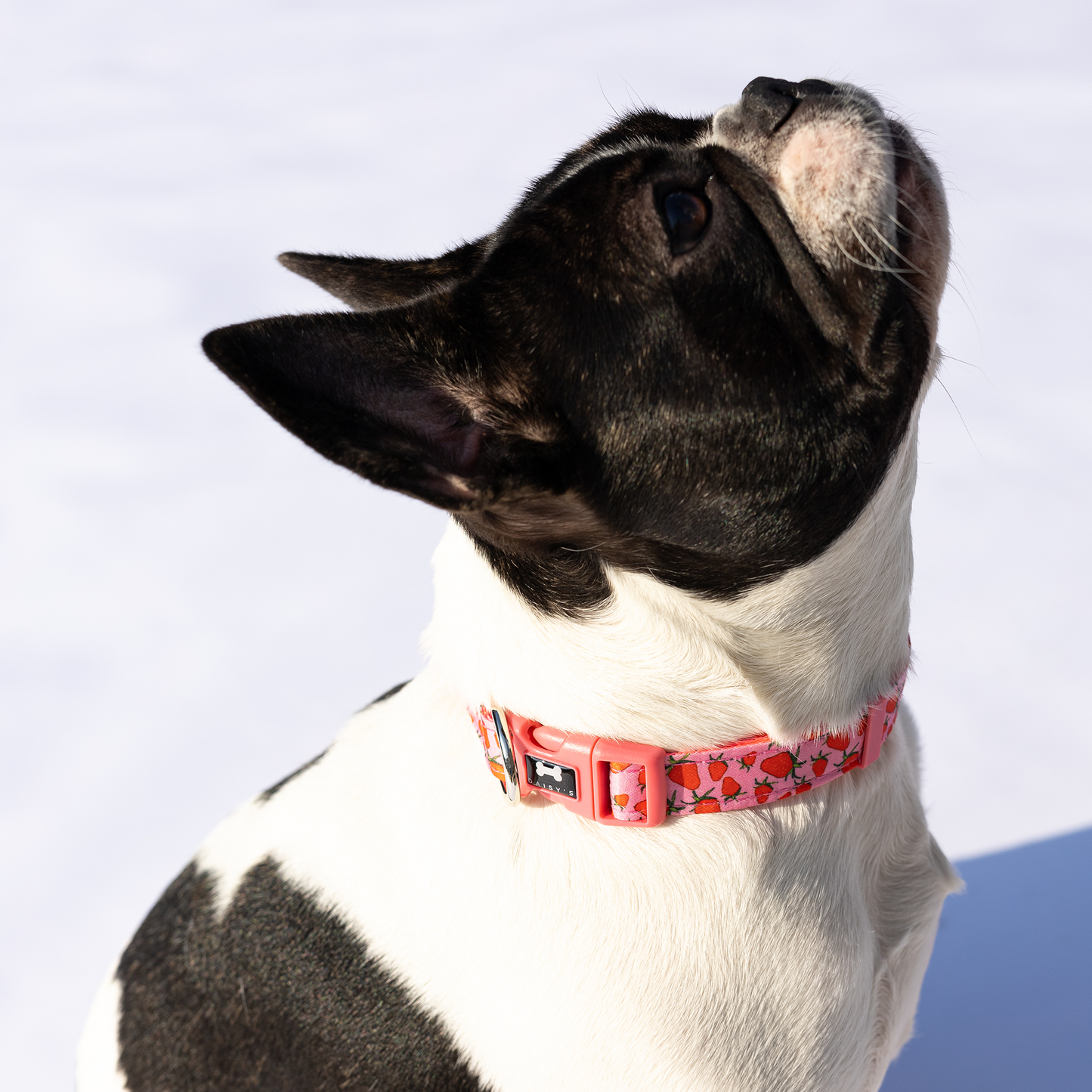 Pattern Collar | strawberry print