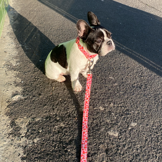 Pattern Lead | strawberry print