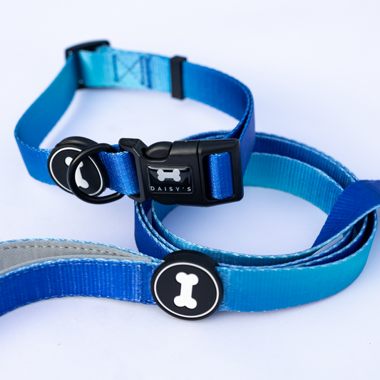 Ombré Collar and Lead Bundle | electric blue