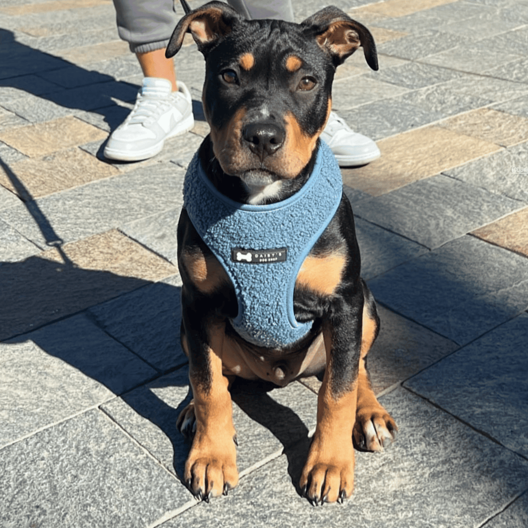 Teddy Harness | blue shearling