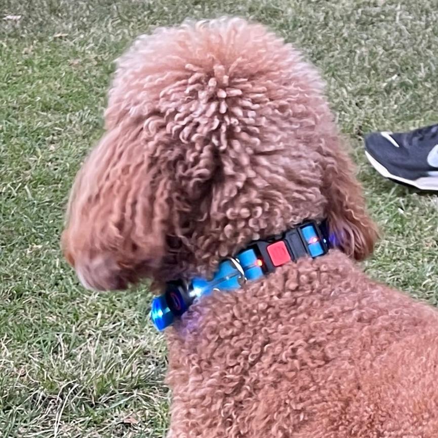 LED Disco Collar | electric blue