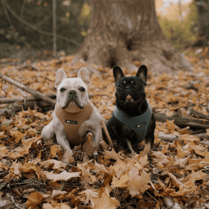Teddy Harness | blue shearling