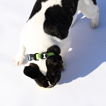 Load image into Gallery viewer, Ombré Collar | neon green
